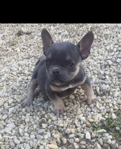 American Bully macho micro 