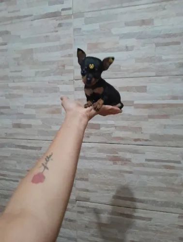 Pinscher fêmea e macho Paaao cartão