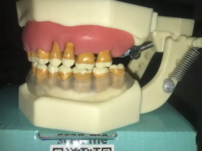 Manequim periodontia orais novo