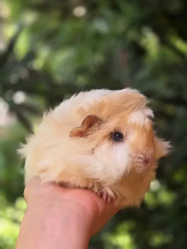Porquinho da Índia Peruano raça pura
