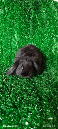 Filhote coelho mini lop