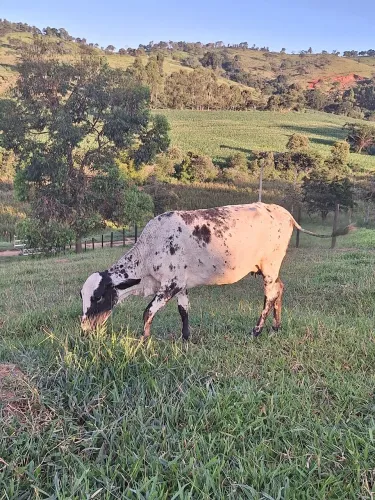 Vacas a venda região de Piracema /MG