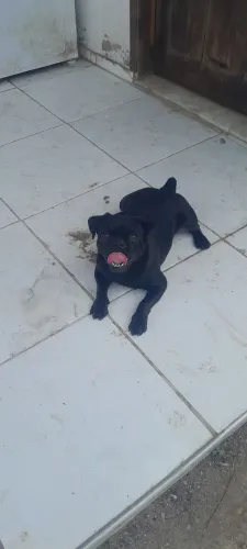 Pug