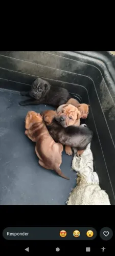 FILHOTES DE SHAR PEI DISPONÍVEL 