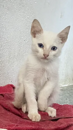Gatinhos para adoção
