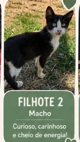 Gatinhos filhotes castrados para adoção