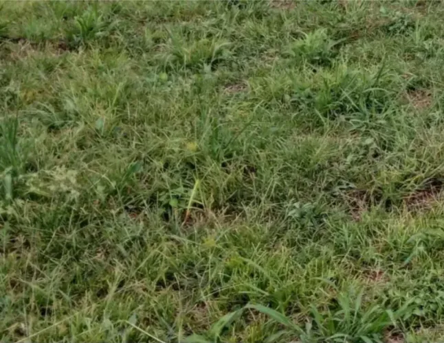 Terreno barato Flamboyant-Pinda
