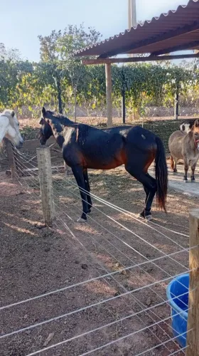 Cavalo Machador novo