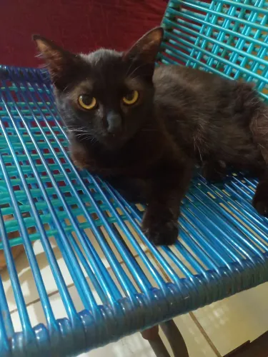 4 gatinhas carinhosas para adoção responsável.
