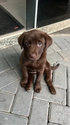 Labrador chocolate 