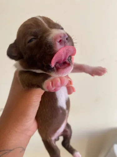 Filhote de Pitbull
