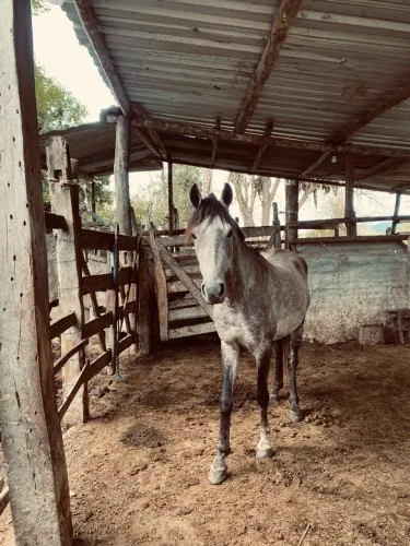 Cavalo castrado,tordilho e piquira.