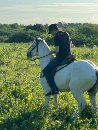 Cavalo de vaquejada de esquerda 
