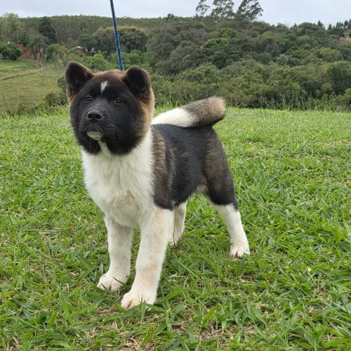 Akita Americano