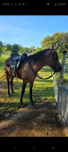 Cavalo