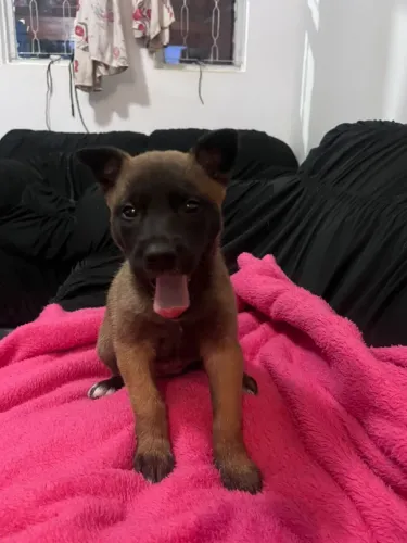 Linda filhote de pastor belga malinois pura, apenas 1200,00.