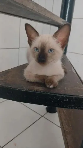 Doação de gatinhas