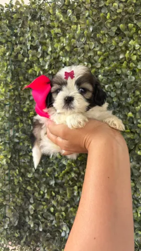 Shihtzu fêmea micro 