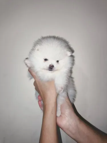 Lulu Da Pomerania Anão, Spitz Alemão Anão
