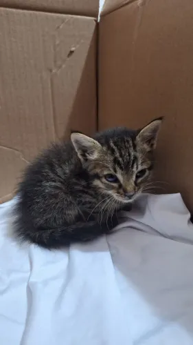 Gato filhote para adotar