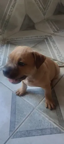 Pit mostro