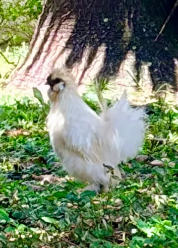 Casal Galinha Sedosa Japonesa 