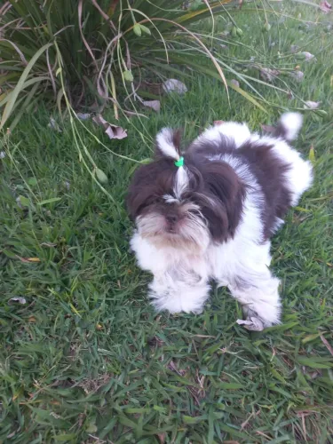 Filhote shih tzu macho