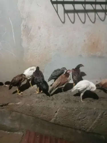 Vendo frangas e frangos