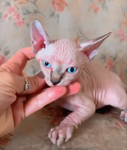 Filhote de gato Sphynx macho