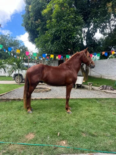Cavalo mangalarga 
