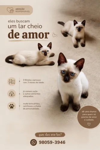 Adoção de Filhotes Siameses