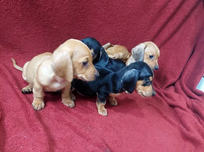 Basset 3 femeas 900 cada e 3 macho 700 cada