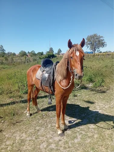 Potro