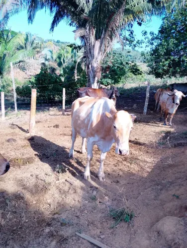 Vacas leiteiras
