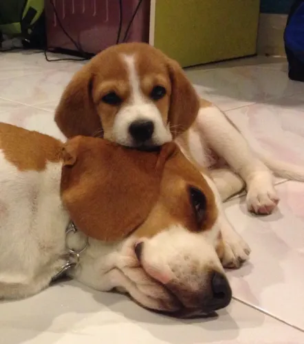 Beagle Um filhotinho para aquecer até os dias mais difíceis