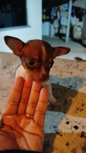 Filhote de pinscher