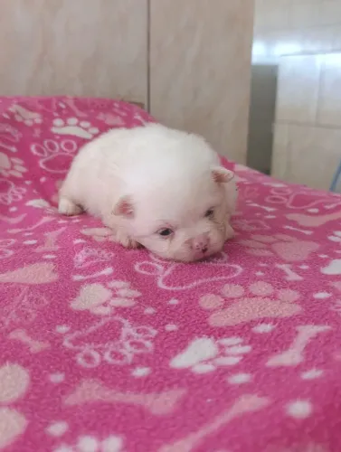 Spitz alemão fêmea mini cor branca