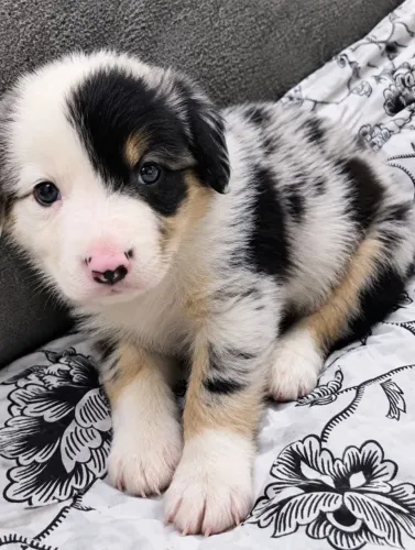 Border Collie