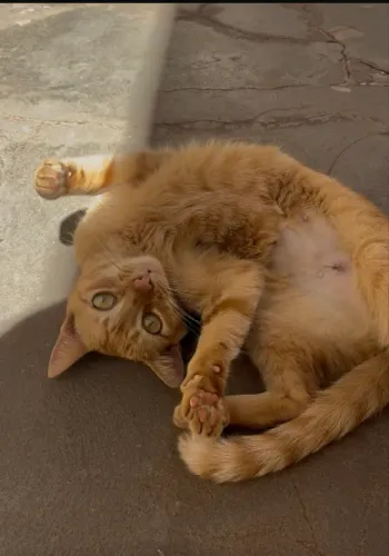 Gata laranja