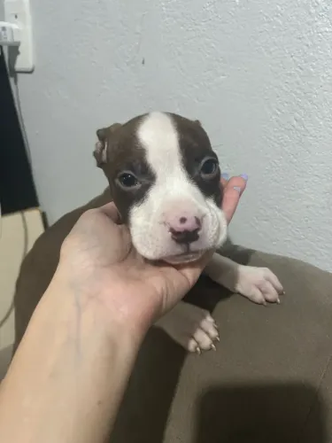 filhotes pitbull