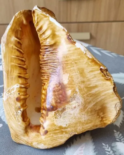 CONCHA / BÚZIOS DO MAR