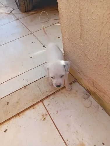 Doação de cachorro nascido em abril para doação 