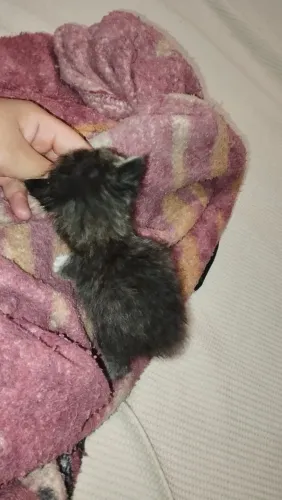gatinha fêmea