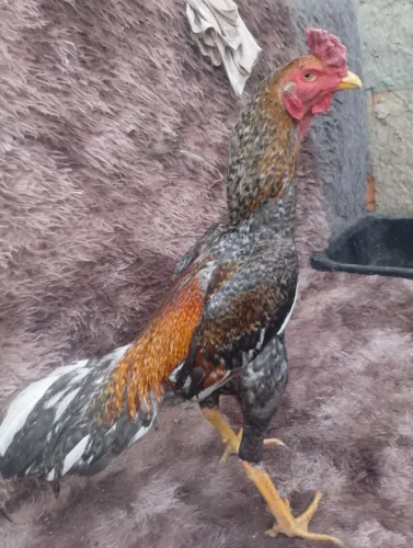 Vendo galo carijó de ótima procedência