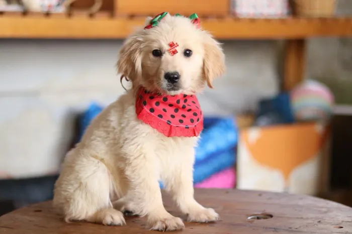 GOLDEN RETRIEVER PARCELAMOS