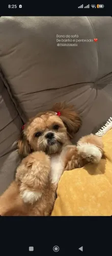Lindos cachorro da raça Shit-zhu ?