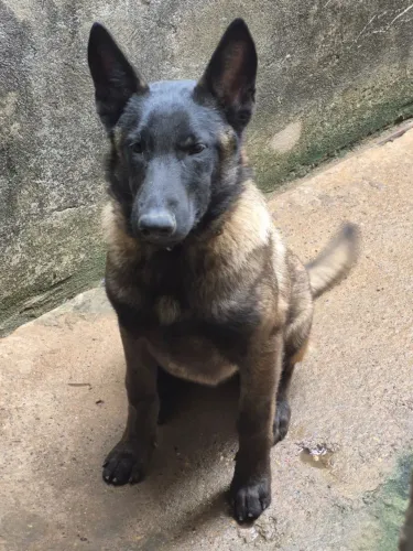 Cachorro pastor belga malinios