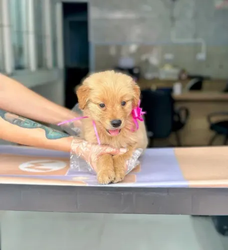 Golden Retriever fêmea com padrão elevado disponível para entrega imediata