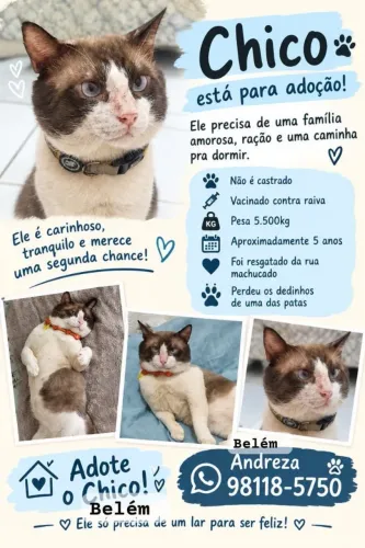Gato lindo pra adoção