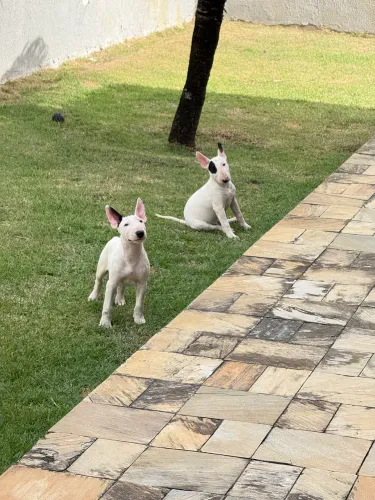 Filhote de Bull terrier com pedigree